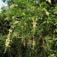 Croton caudatus Geiseler